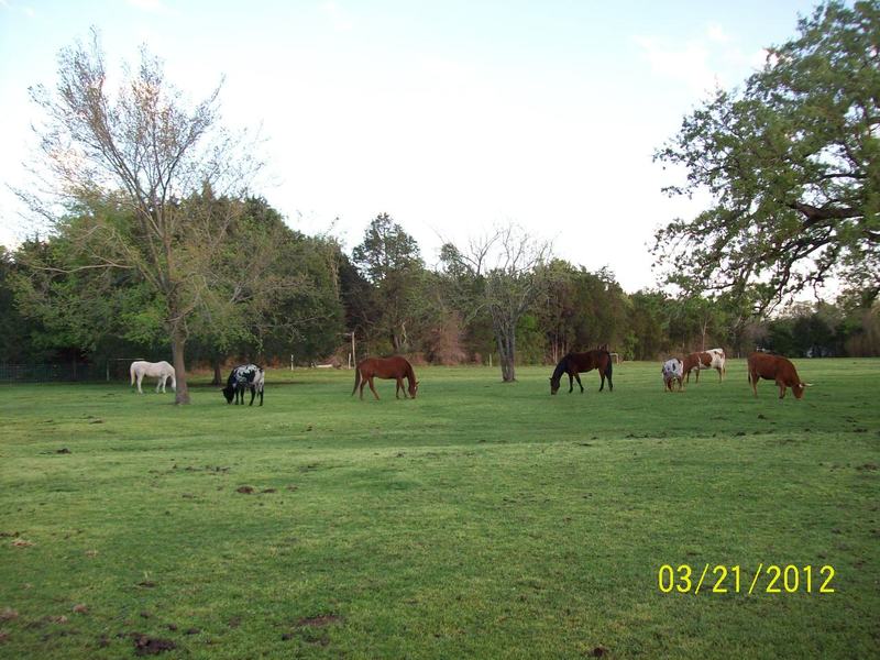 Campbell, TX: Horses and Longhorns, no better way to live, thanks to Campbell, TX