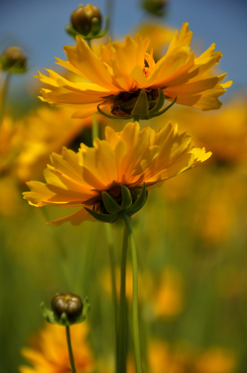Cape May, NJ Summer has BLOOMED!! photo, picture, image (New Jersey