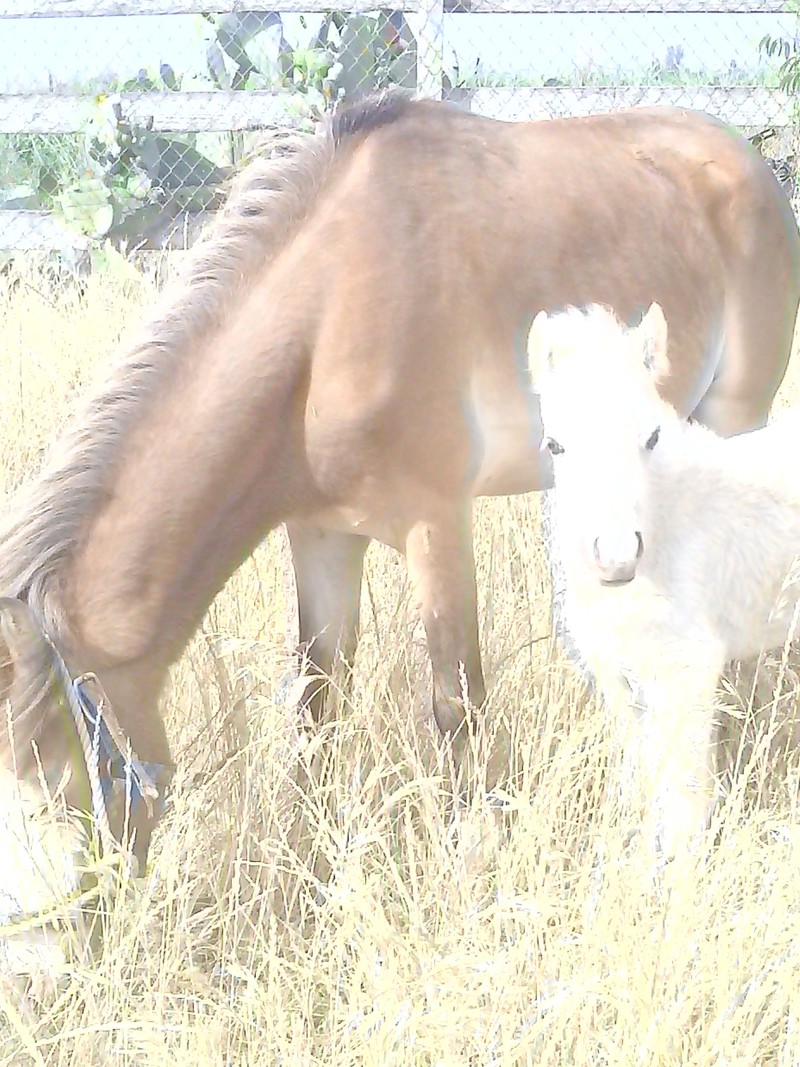 Riverbank, CA: Sirenita and her first baby girl...Pearl...2013