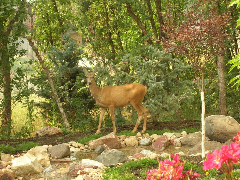 Woodland Hills, UT: Picture of a deer near our water feature, taken while I was standing on our front porch!