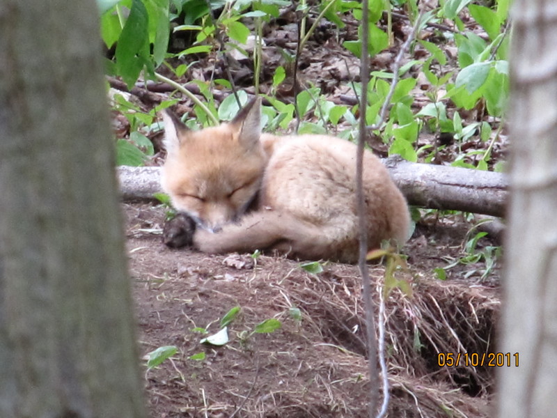 Andover, OH: Fox sleeping