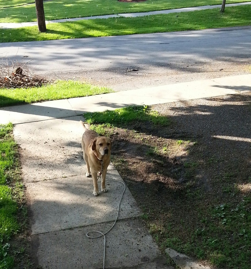 Attica, NY taken from my porch, looking down the st photo, picture
