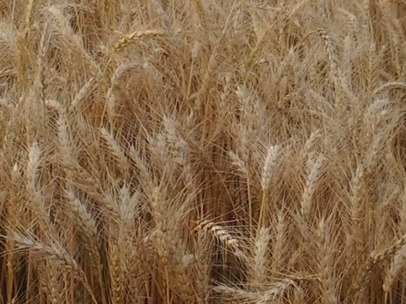 Drummonds, TN: wheat
