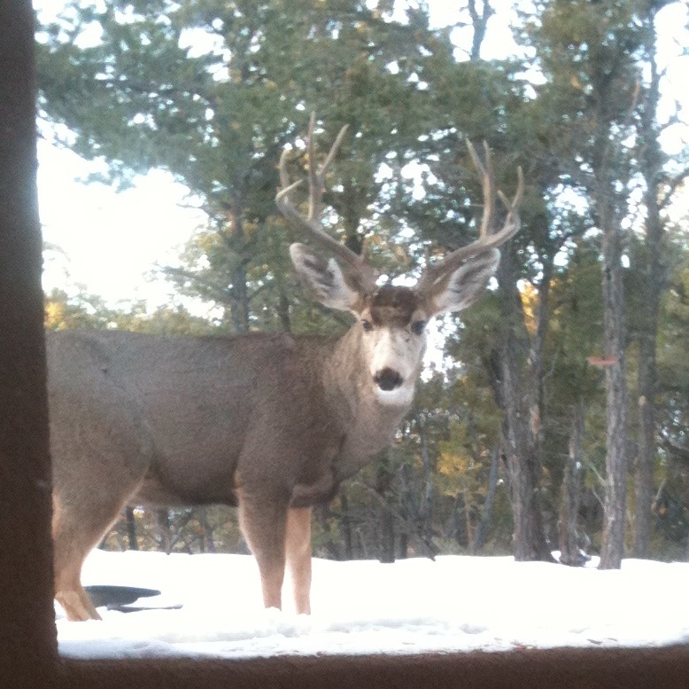 Tijeras, NM : 10-point buck looking in our window! photo, picture ...