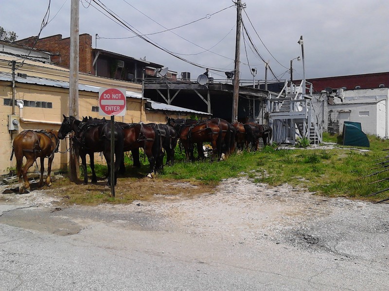Paoli, IN: behind the square, the Amish had alot of horses parked