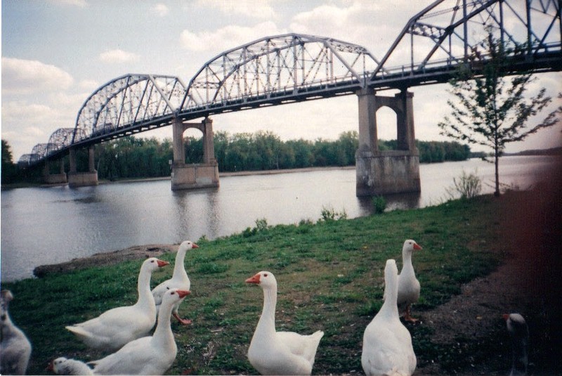 Henry, IL: White Geese by the Henry Bridge.