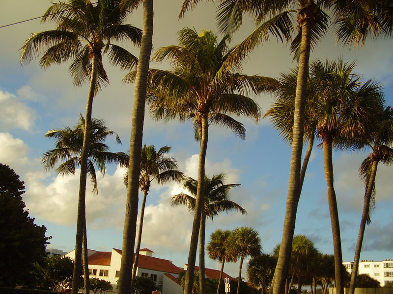 Lake Worth, FL: taken of the trees as I was leaving the Lake Worth Beach, along A1A