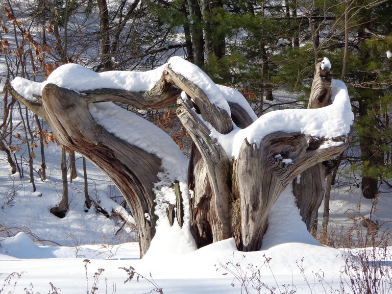Accord, NY: Tree Park on Stony kill rd