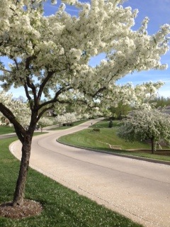 Beavercreek, OH: Spring flowering trees on Hidden Woods Boulevard