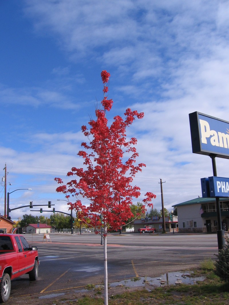 Lander, WY: Fall Foliage between New Safeway and Old Pamida in Lander, WY