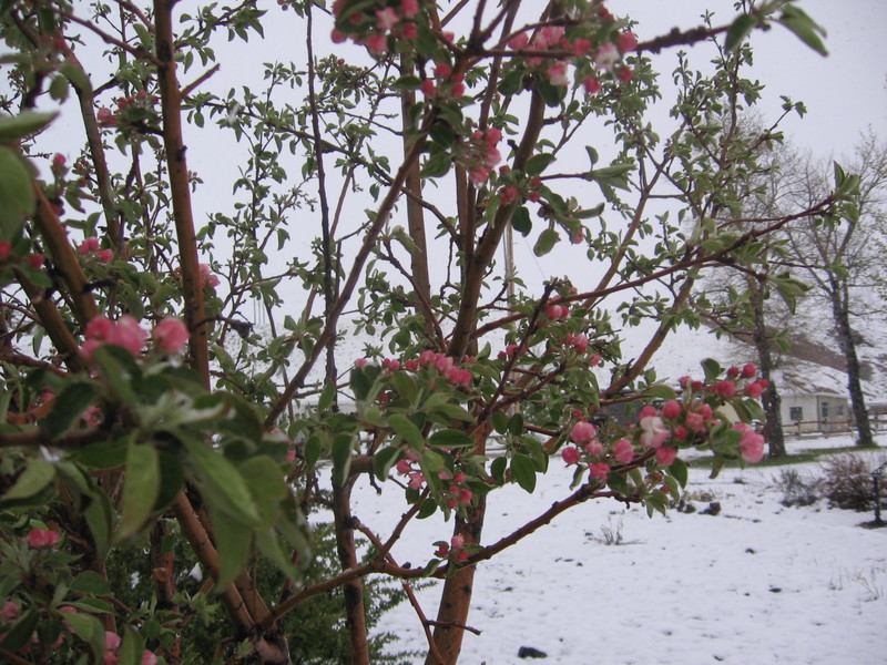 Lander, WY: Apple Blossoms in Snow May 31, 2011
