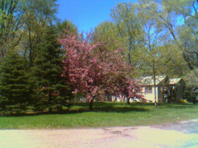 Champlin, MN: Spring "bloom" in Champlin