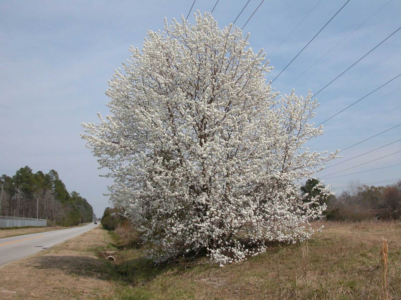 Goose Creek, SC: A white tree found on Westview Blvd. in Goose Creek.