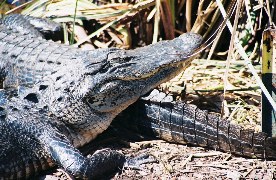 Everglades, FL: Basking Alligators in Everglades