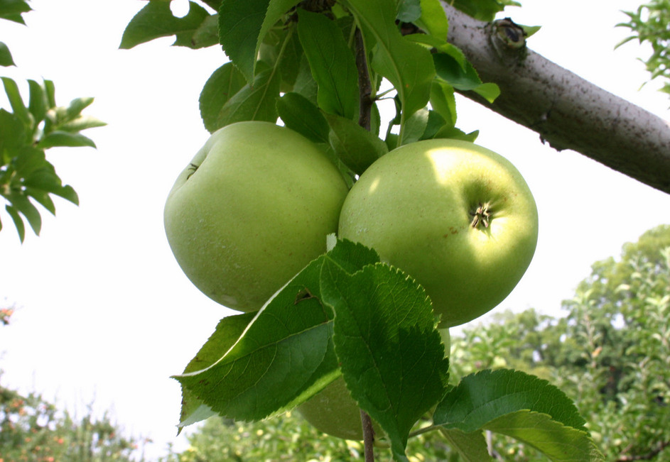 Rosedale, IN: Local apple orchard