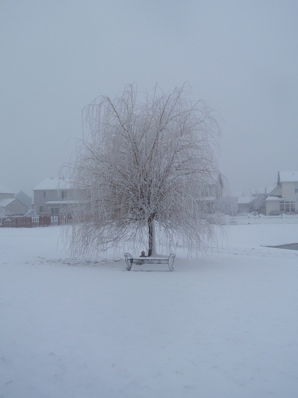 Shorewood, IL: Willow tree in the winter