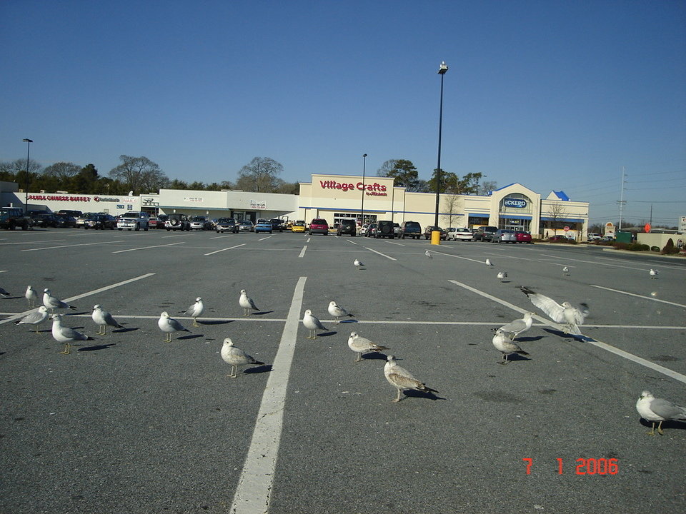 Dover, DE: birds -Dover DE