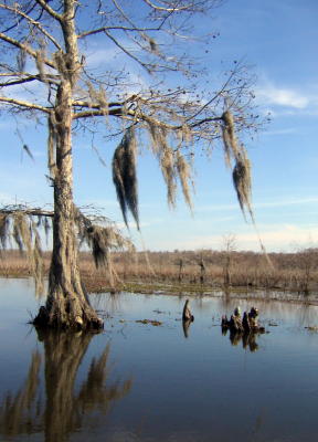 Baton Rouge, LA: Honey Island Swamp