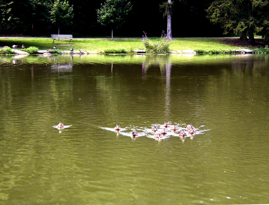 New Rochelle, NY: Ducks on Beechmont Lake