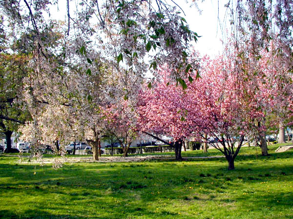 New Rochelle, NY: May in Hudson Park