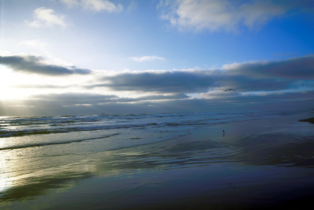 Grayland, WA: Grayland beach