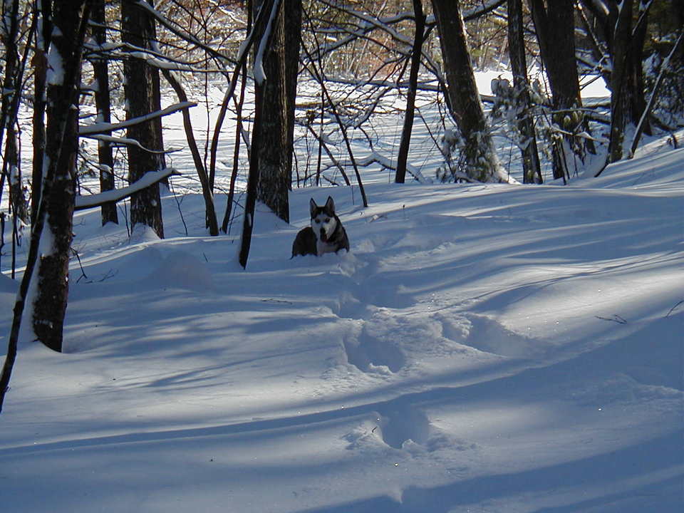 Dover, NH: Our Husky on the Audobon Trail in Dover after snowstorm 2003