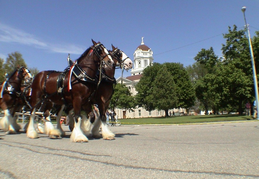 Carthage, IL: Hancock County Courthouse watches the famous Clydesdales circle the square in May, 2003, in Carthage.