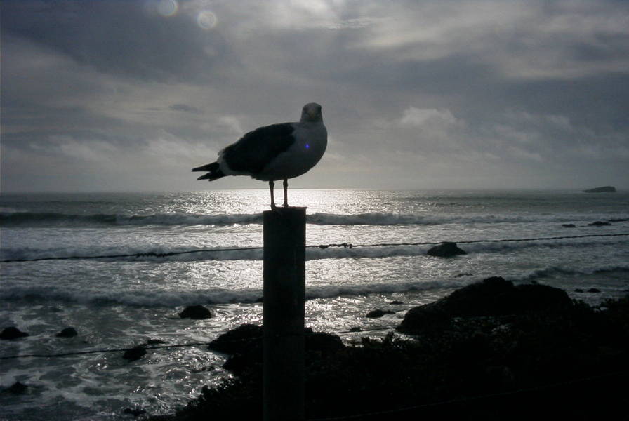 Cambria, CA: Cambria coastline