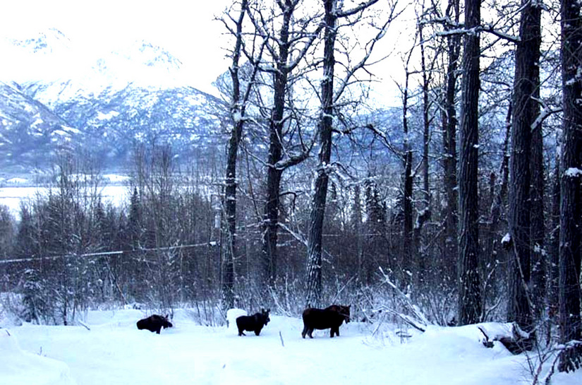 Palmer, AK: Palmer, Alaska_ moose on Knik River Road