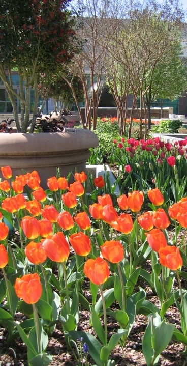 Fayetteville, AR: Center St. at the Farmers Market on the Square in Fayetteville also in bloom from March till Oct