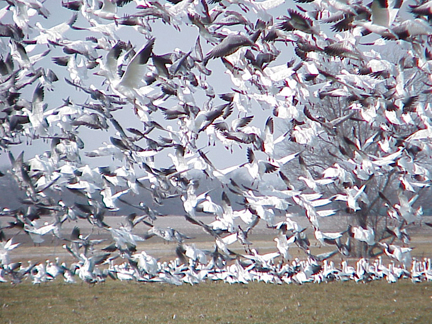 Carthage, MO: Snow Geese flying