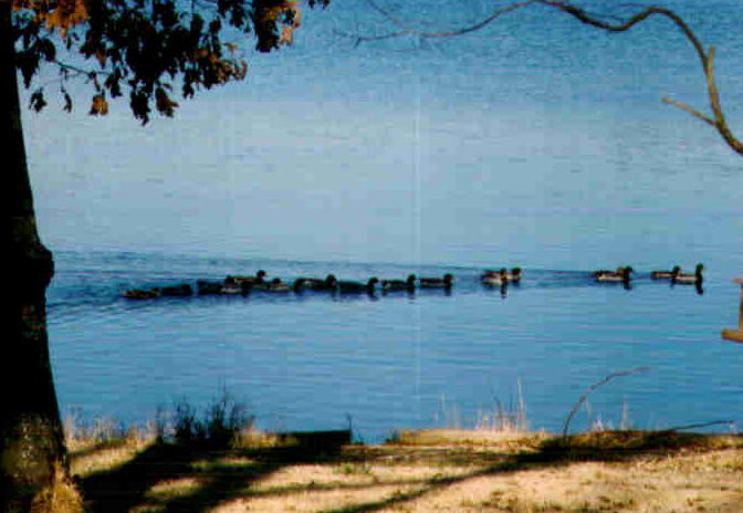Brandon, MS: Lake 5 miles from Brandon, one of the lakes in robin hood