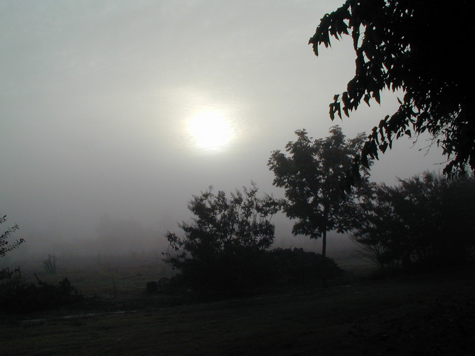 Delhi, CA: morning tule fog in Delhi