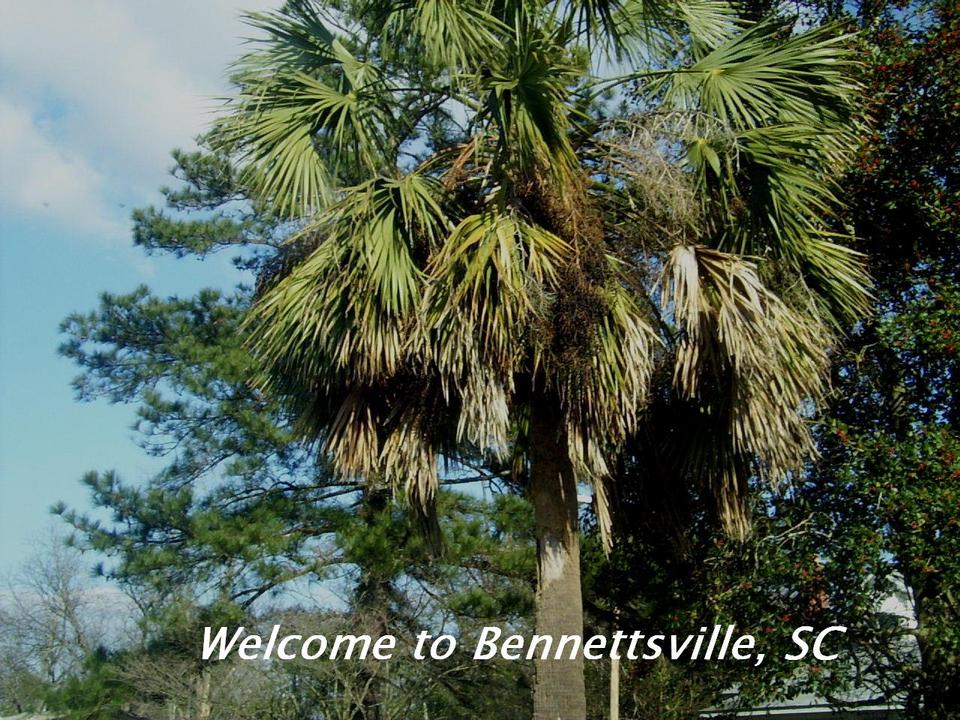 Bennettsville, SC: Palmetto tree