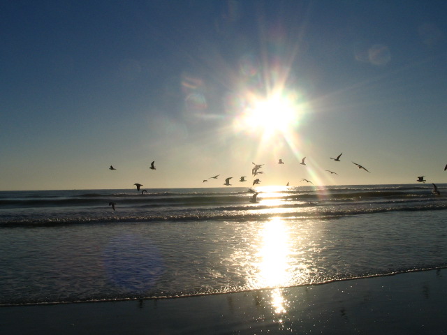 New Smyrna Beach, FL: sunrise with gulls flying