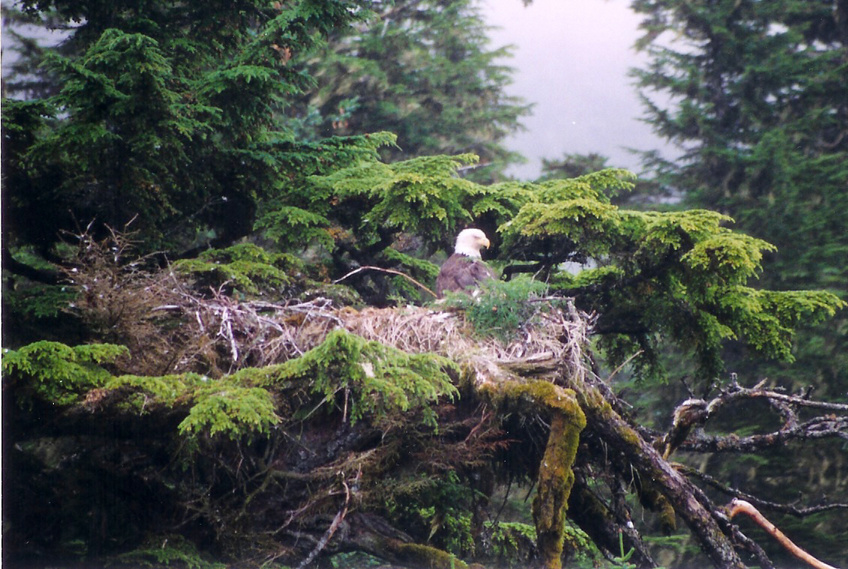 Valdez, AK: Eagle on nest