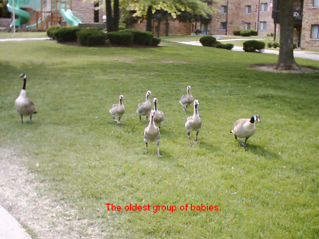 Addison, IL: Geese