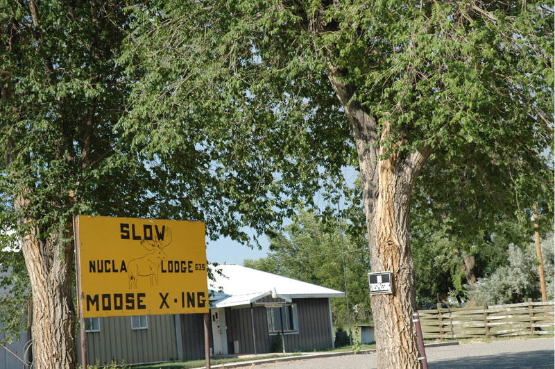 Nucla, CO: Moose Crossing