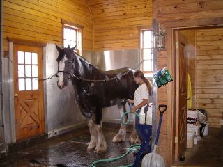 Yukon, OK: A Clydesdale gets a bath at Express Ranches Clydesdale Barn in Yukon