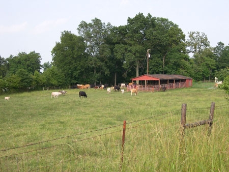 Simpsonville, SC: Simpsonville, SC Spring Cows Grazing