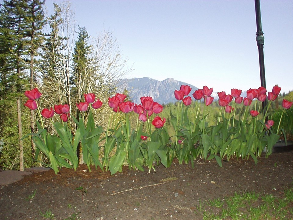 Snoqualmie, WA: Tulips and Mount Si