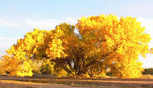 Albuquerque, NM: Corrales Cottonwood in the fall.