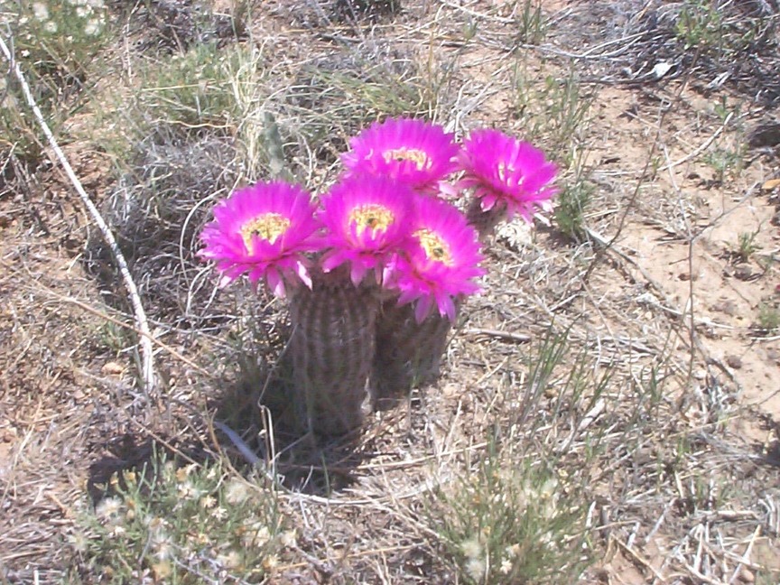 Fritch, TX: barrel cactus in full bloom - native plant