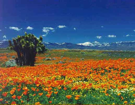 Lancaster, CA: Antelope Valley Poppy Reserve-west Lancaster, California