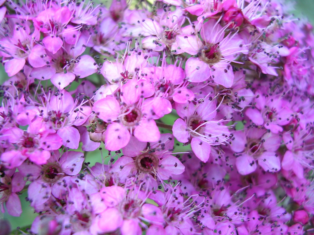 Basalt, CO: Beautiful Flowers in Downtown Basalt