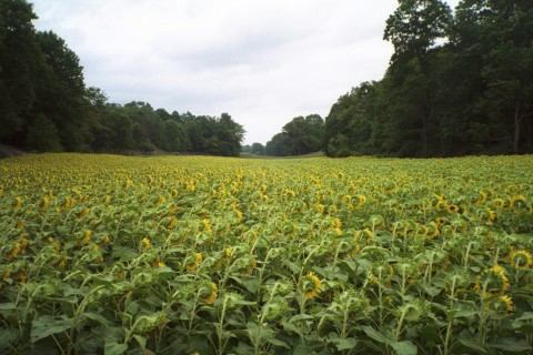 State College, PA: Sunflower Fields at Penn's Cave