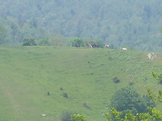 Boone, NC: Horse Pasture Hill Top