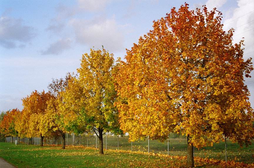 Hockinson, WA: Maple trees during fall in Hockinson