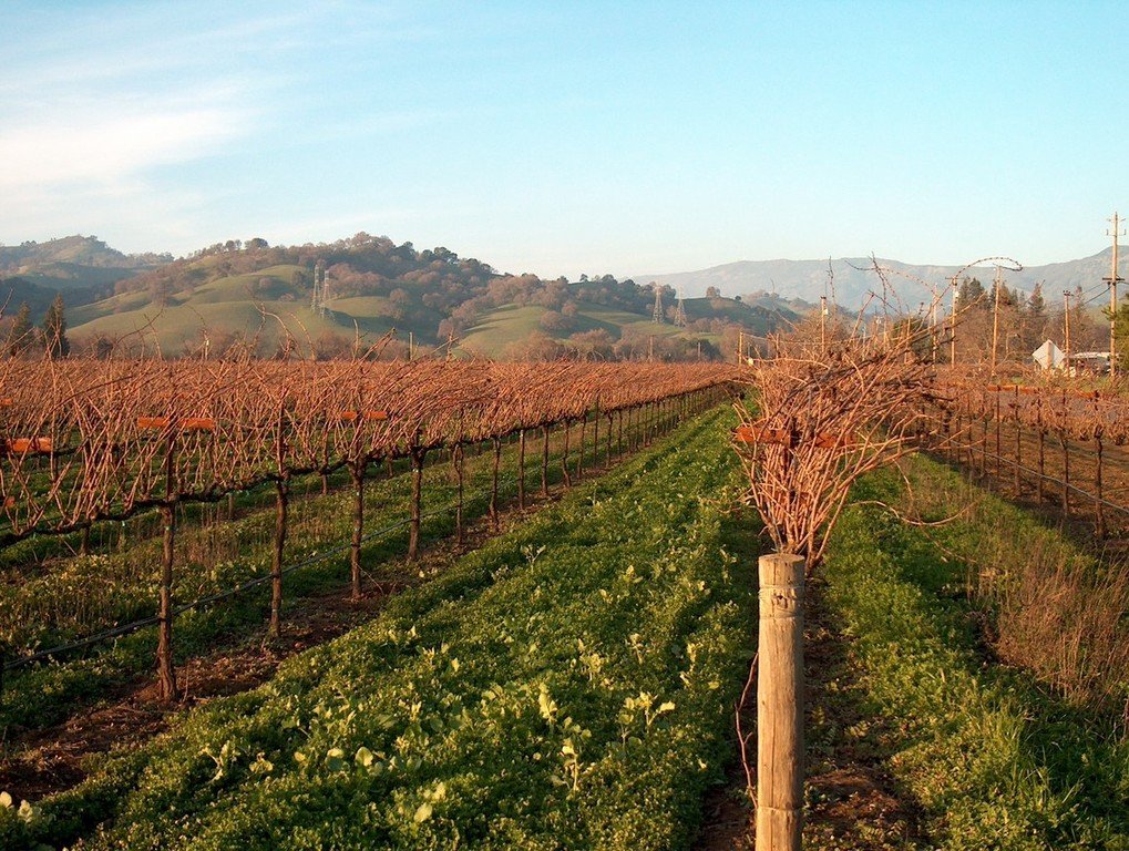 Fairfield, CA: Fairfield CA Dormant grapevines in January