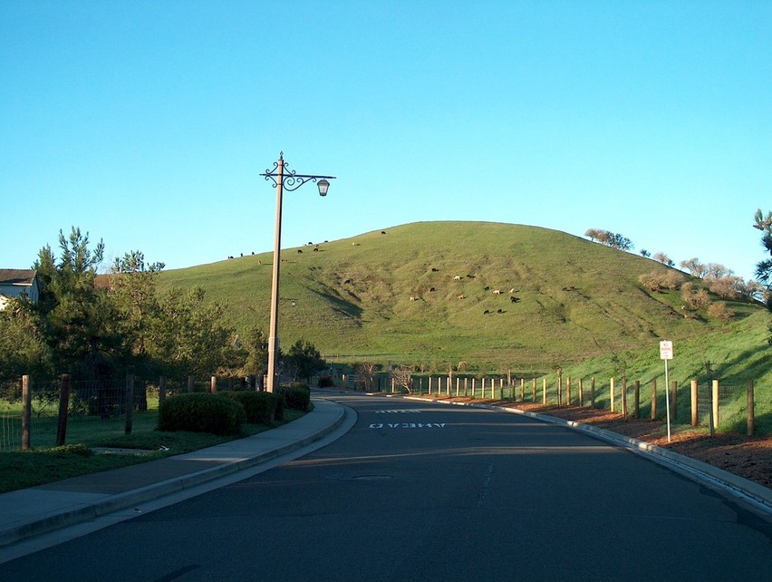 Fairfield, CA: Fairfield CA Cows on hill